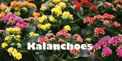 KALANCHOES